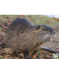 گونه نوتریا Myocastor coypus